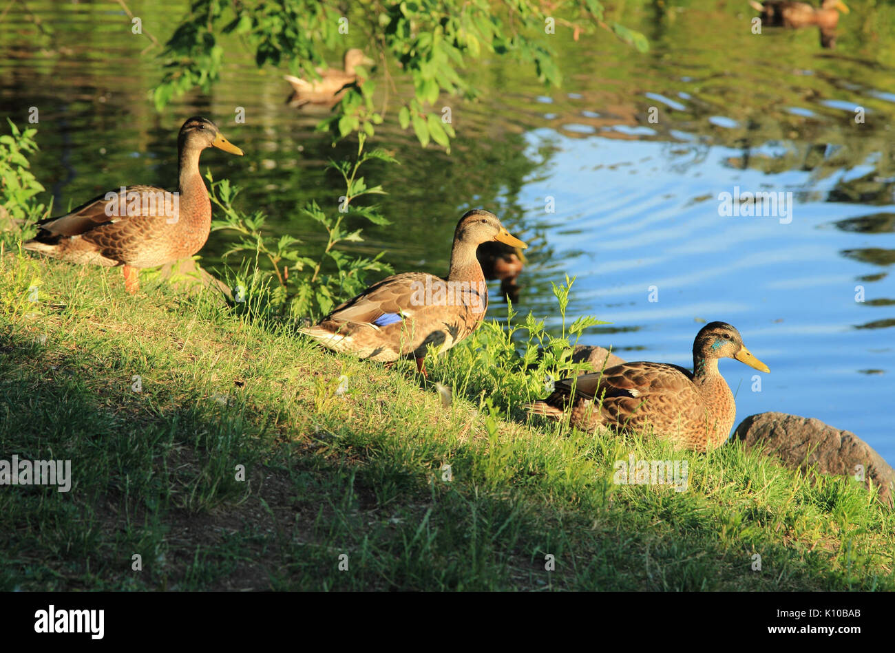 Anas platyrhynchos Oulu 20140721 Foto Stock