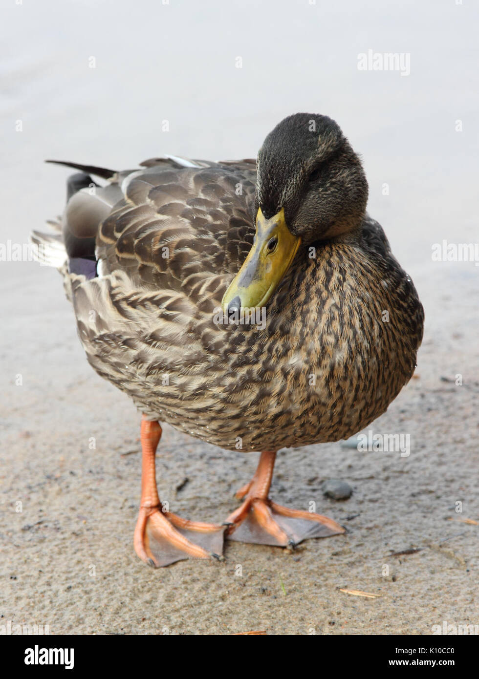 Anas platyrhynchos Oulu 20140830 02 Foto Stock