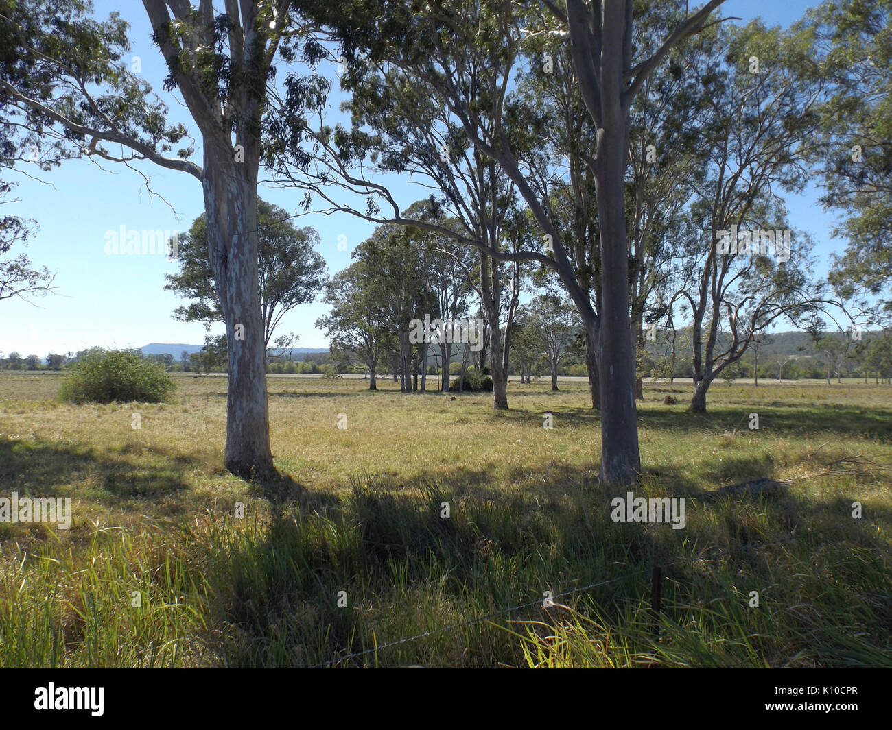Albert River floodplain a Tabragalba Foto Stock