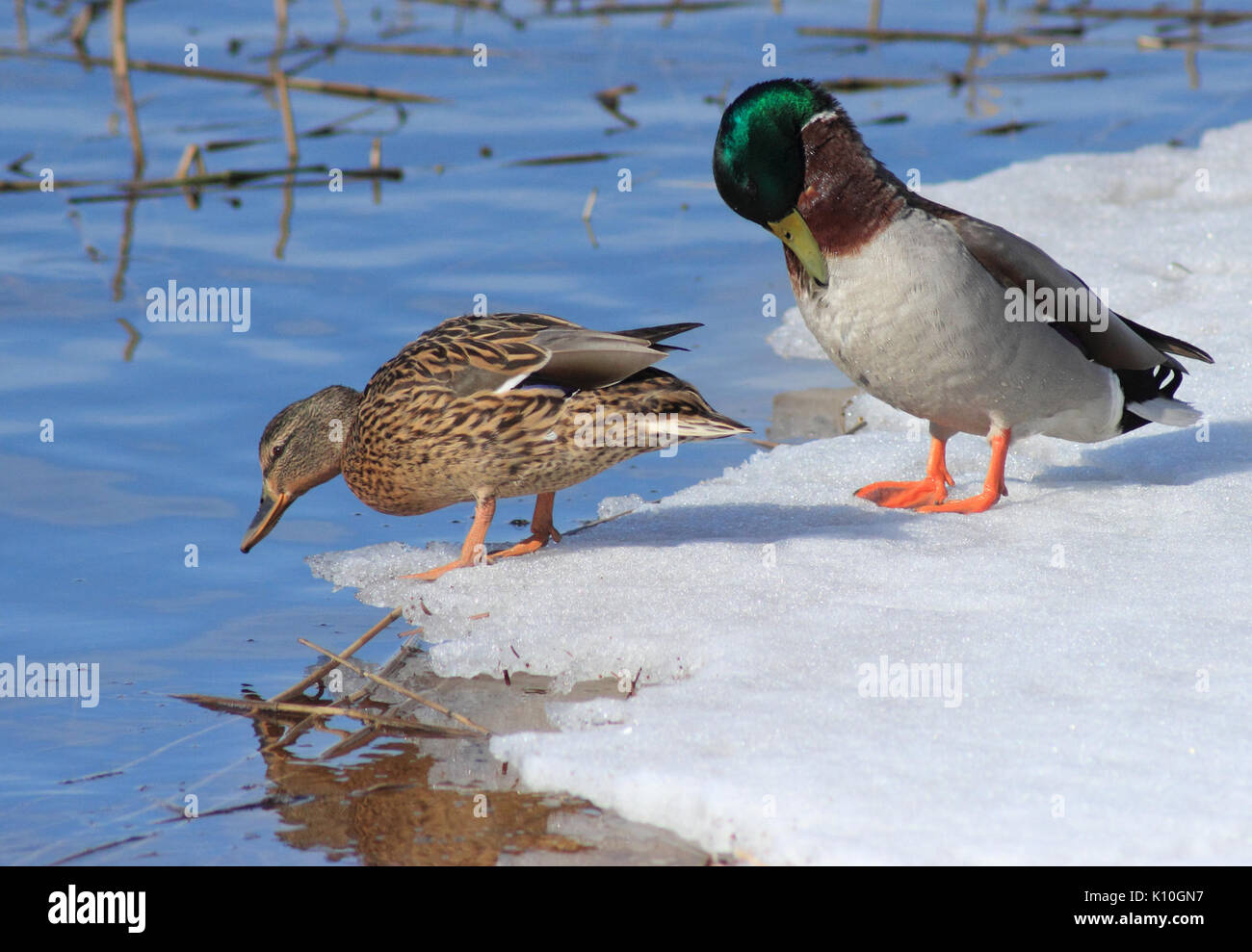 Anas platyrhynchos Oulu 20150405 Foto Stock
