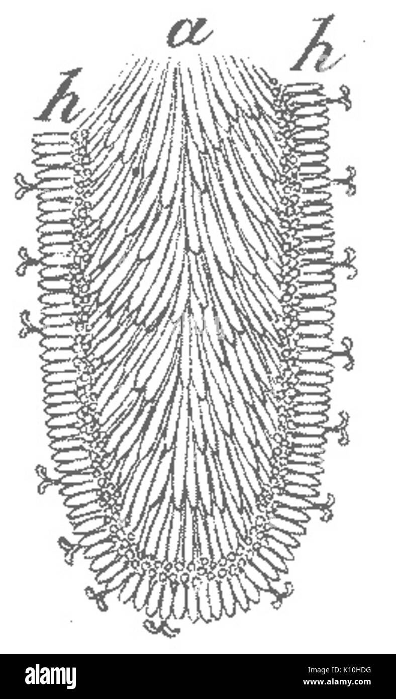 Agaricus bisporus hymenium 2 Foto Stock