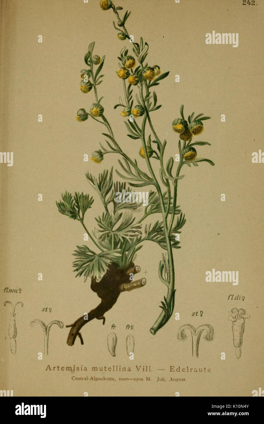 Atlas der Alpenflora (10055731525) Foto Stock