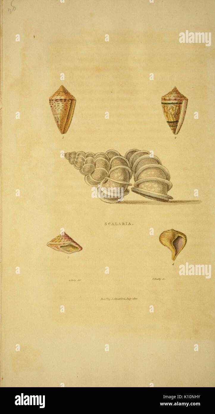 Arcana o, il museo di storia naturale (Pl. 28) (6927545658) Foto Stock