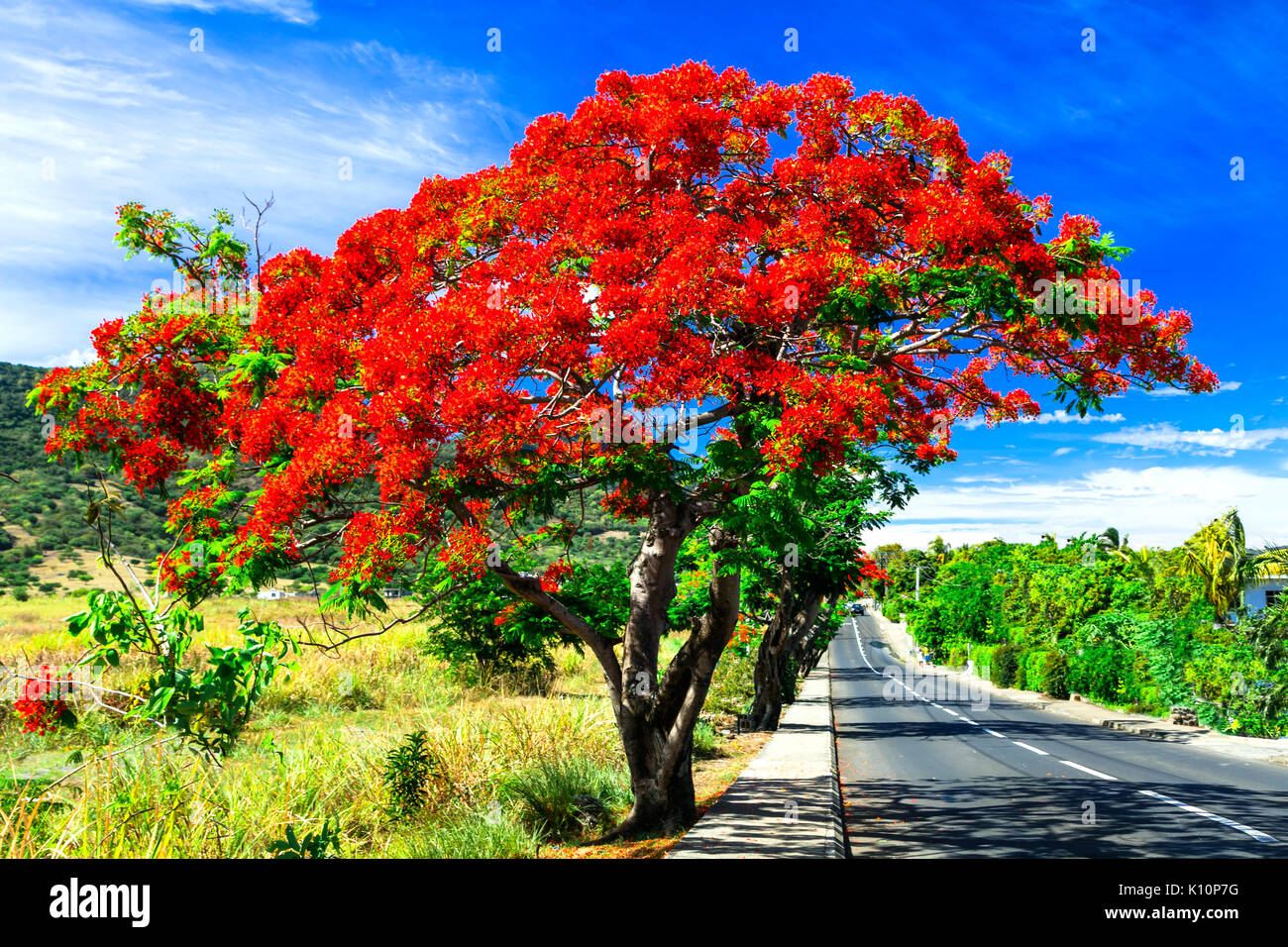 Bella struttura esotica con fiori di colore rosso fiammeggiante. Isola Maurizio Foto Stock