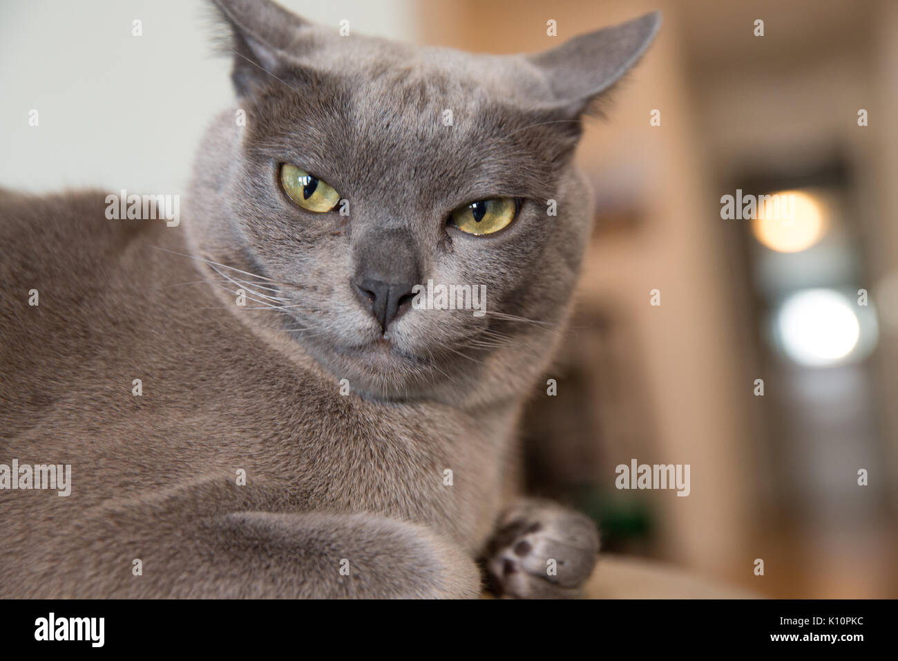 Ritratto del gatto birmano grigio con un'espressione comica e quizzica Foto Stock
