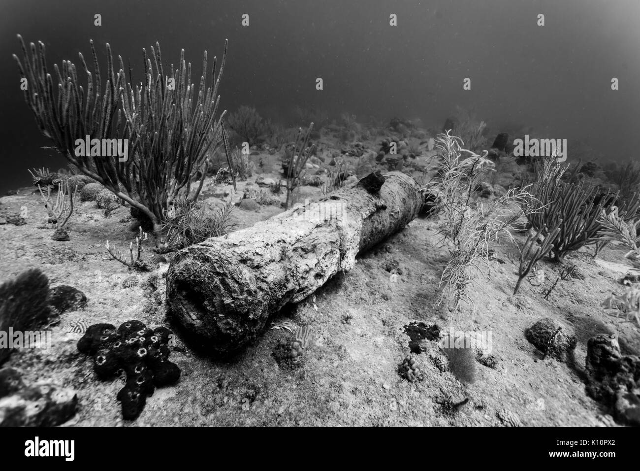 Bianco e nero - il cannone dal vecchio naufragio sul pavimento della barriera corallina Foto Stock