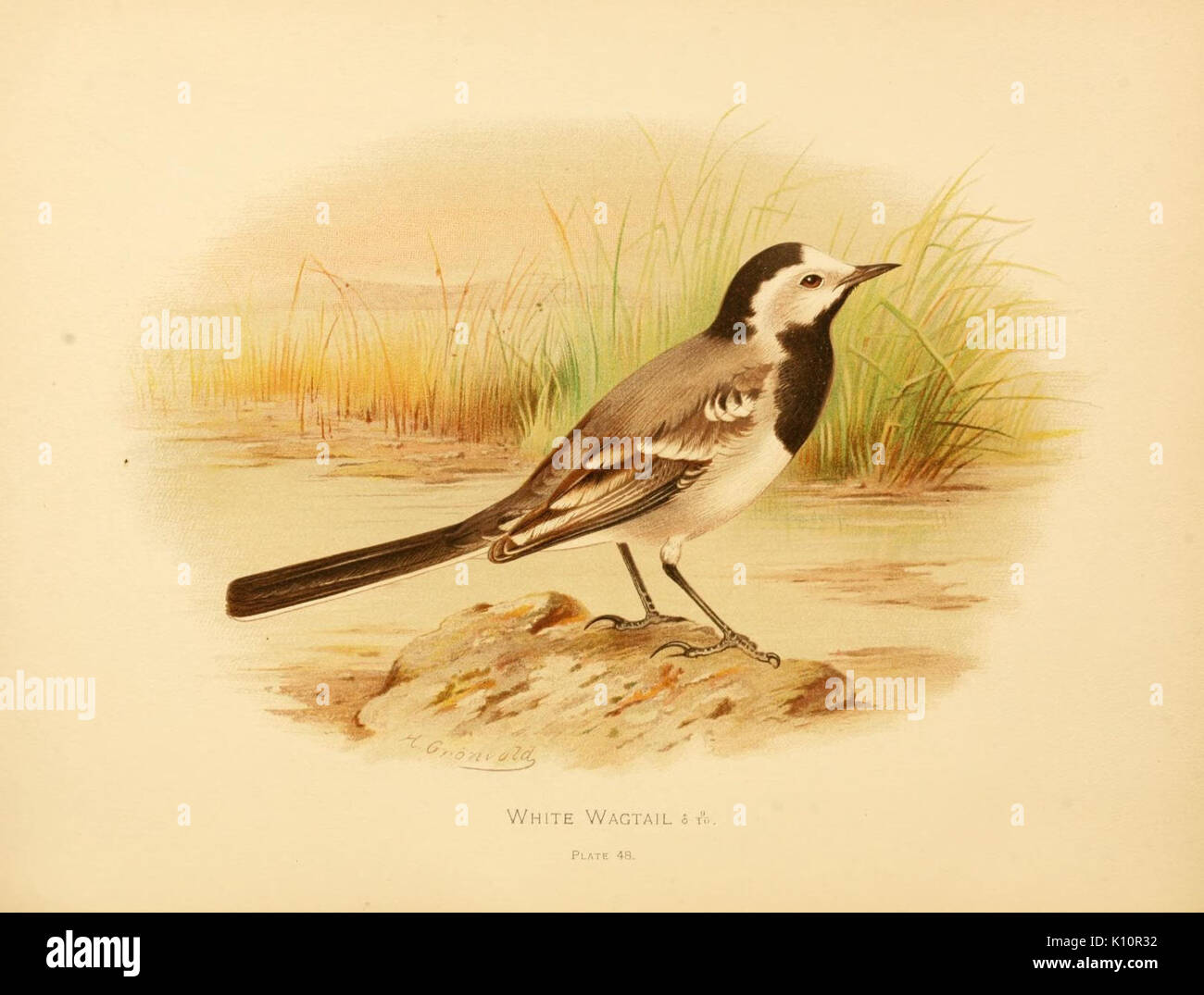 Gli uccelli di Gran Bretagna e Irlanda, ordinare Passeres (piastra 48) (7795926660) Foto Stock