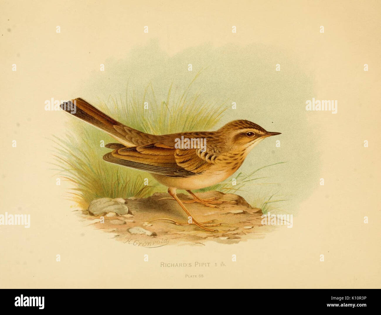 Gli uccelli di Gran Bretagna e Irlanda, ordinare Passeres piastra (55) (7795932636) Foto Stock