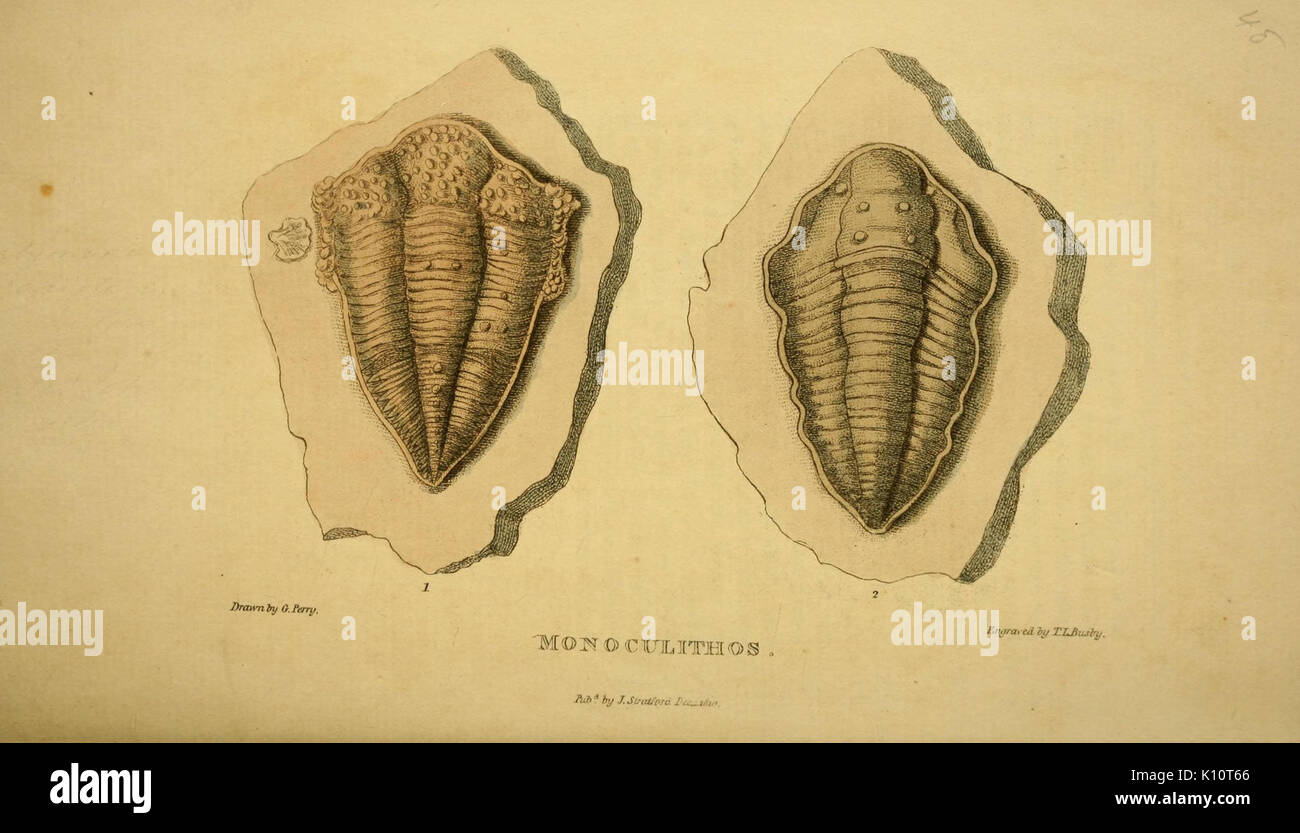 Arcana o, il museo di storia naturale (Pl. 48) (6927557294) Foto Stock