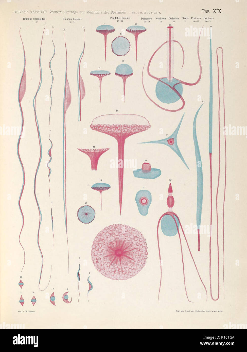 Biologische Untersuchungen (TAF. XIX) (6895595632) Foto Stock