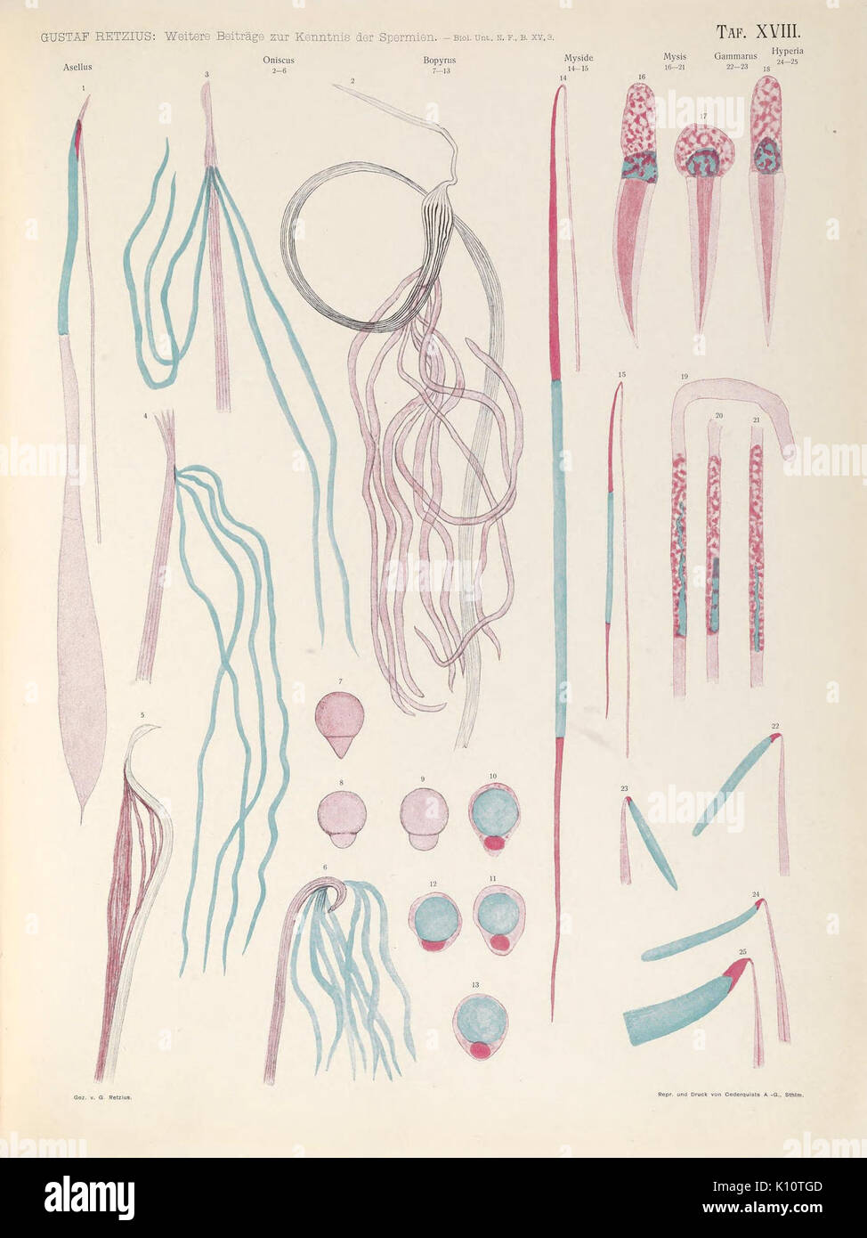 Biologische Untersuchungen (TAF. XVIII) (6895595122) Foto Stock