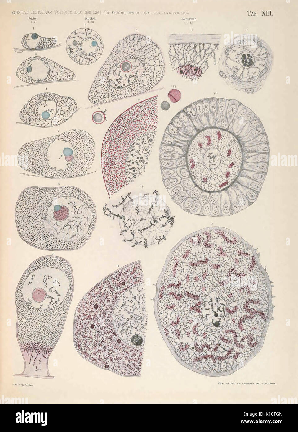 Biologische Untersuchungen (TAF. XIII) (7041689259) Foto Stock