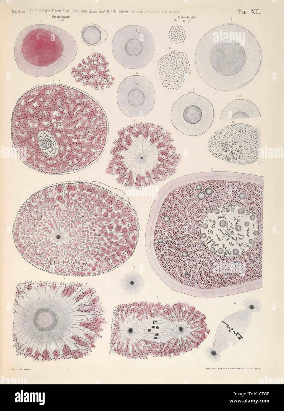 Biologische Untersuchungen (TAF. XII) (6895591890) Foto Stock