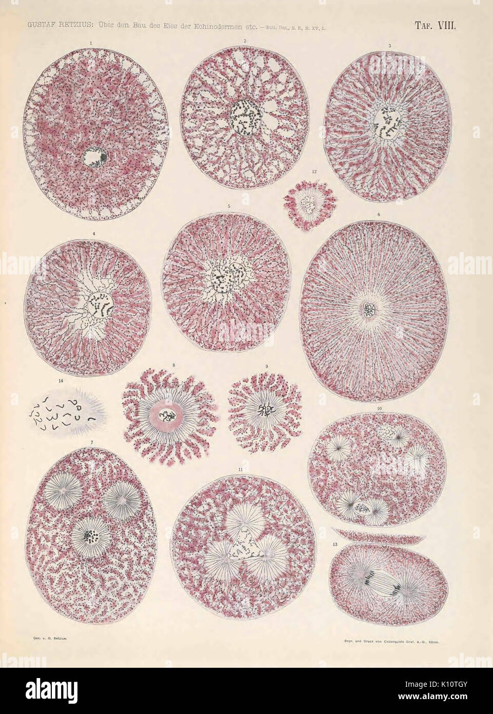 Biologische Untersuchungen (TAF. VIII) (6895588704) Foto Stock