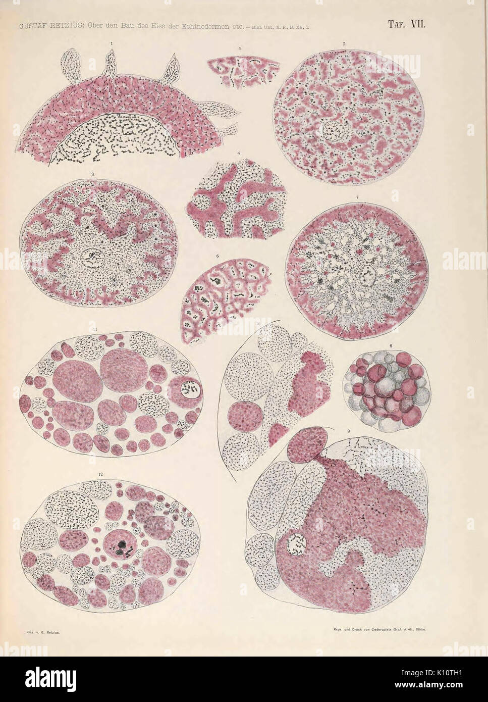 Biologische Untersuchungen (TAF. VII) (6895587902) Foto Stock