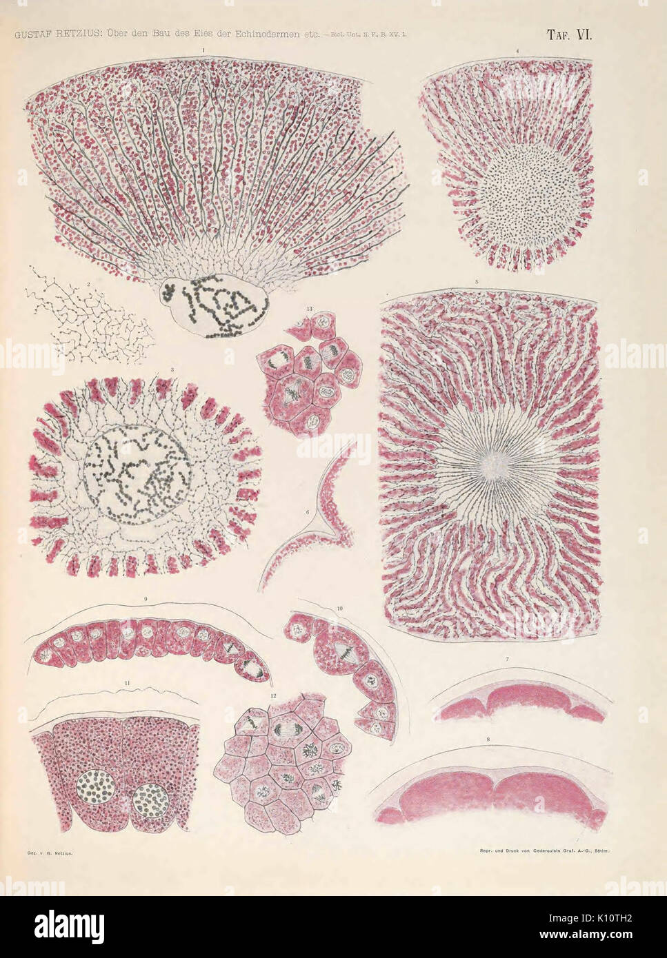 Biologische Untersuchungen (TAF. VI) (7041684051) Foto Stock