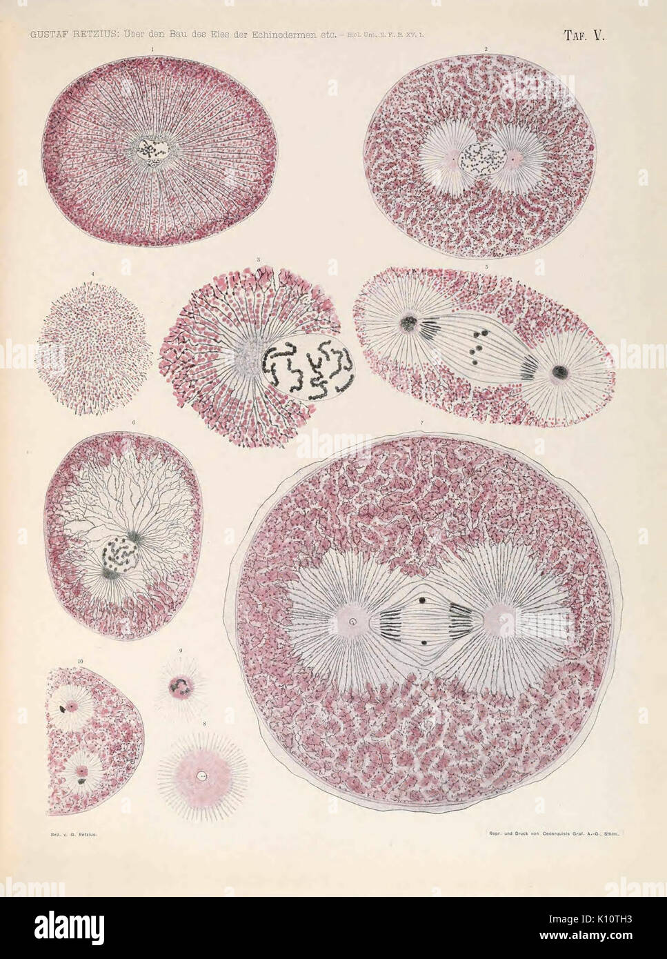Biologische Untersuchungen (TAF. V) (6895586296) Foto Stock