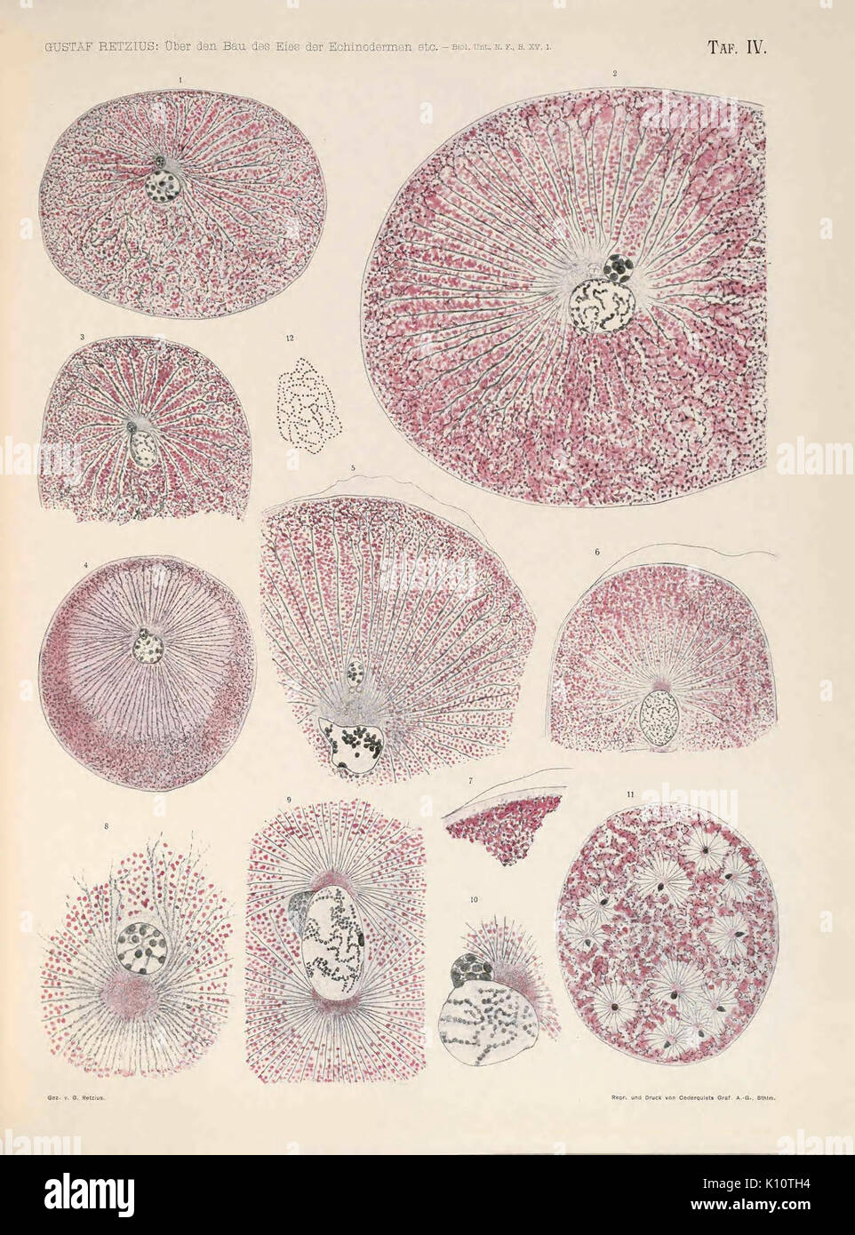 Biologische Untersuchungen (TAF. IV) (6895585396) Foto Stock