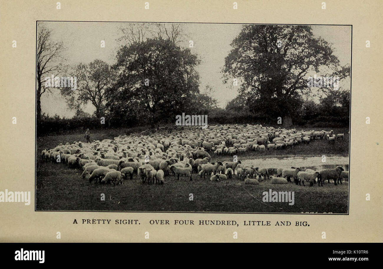 Biggle libro di pecora (frontespizio) (6938108393) Foto Stock