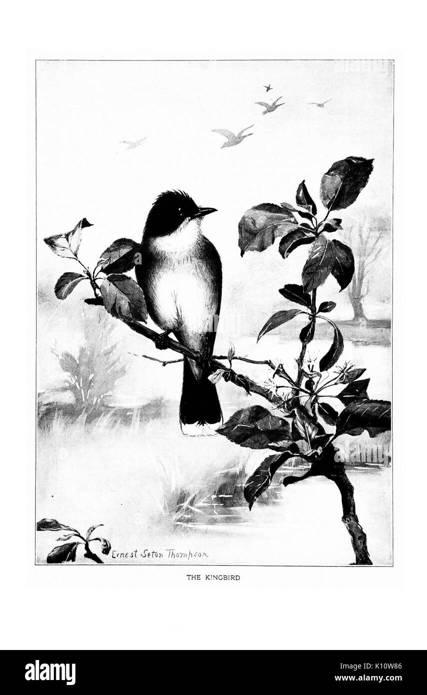 Ritratti di uccelli (piastra 6) (7262460660) Foto Stock