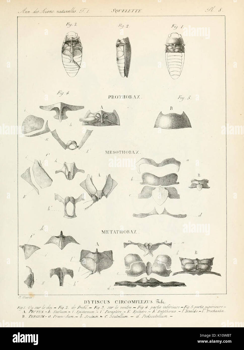 Annales des Sciences Naturelles (T.1 Pl. 8) (7165108692) Foto Stock