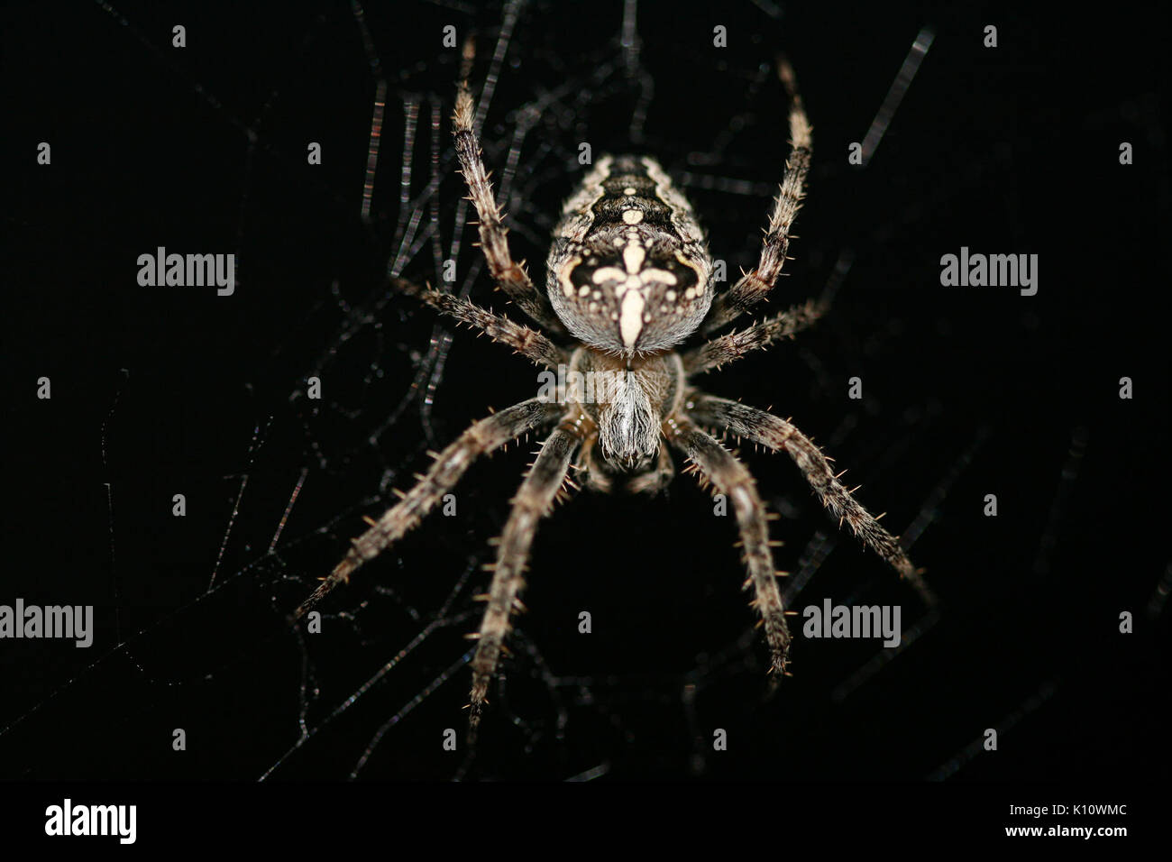 AraneusDiadematusAtDusk Foto Stock