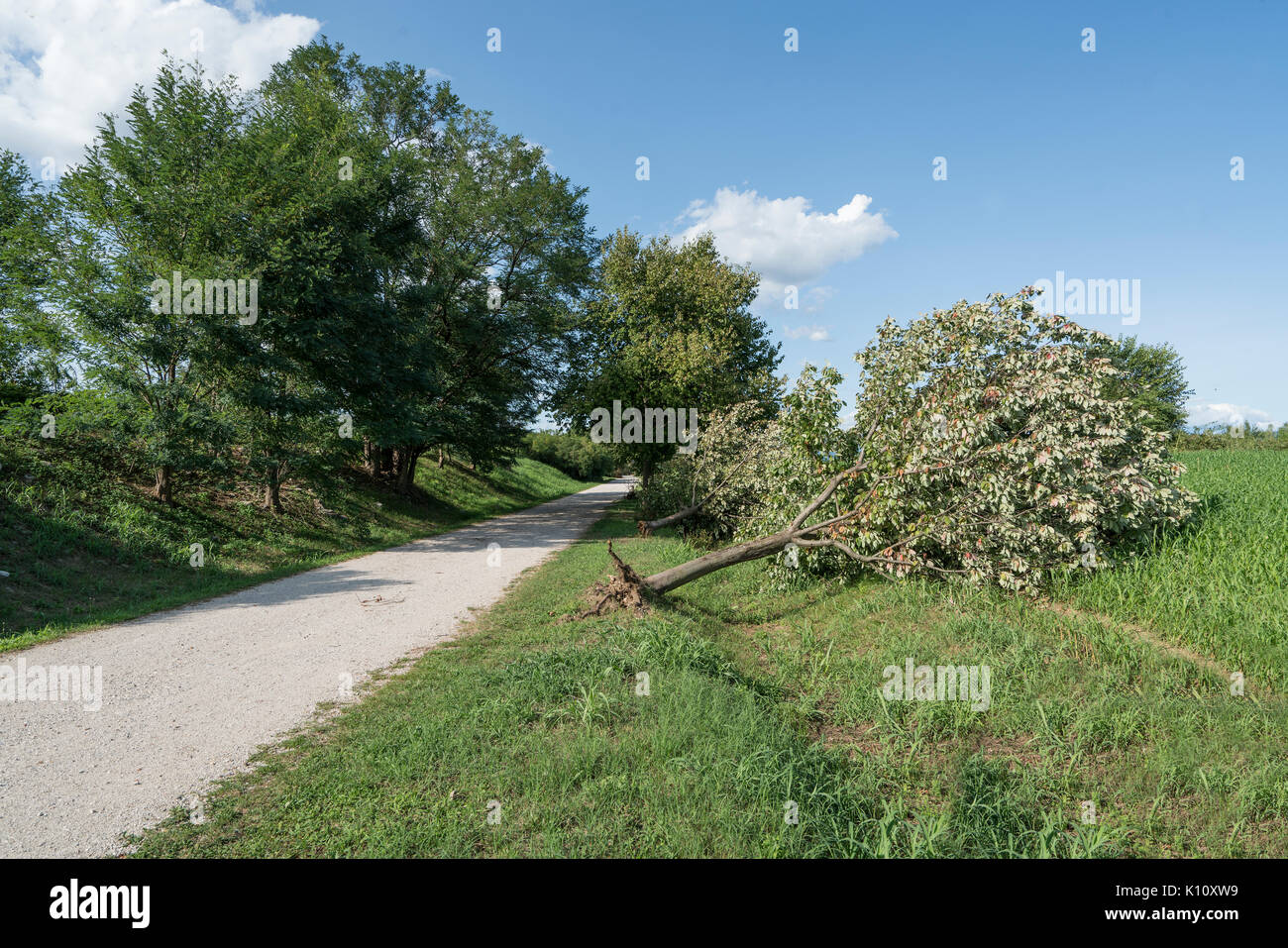 Un albero crollato da un temporale Foto Stock