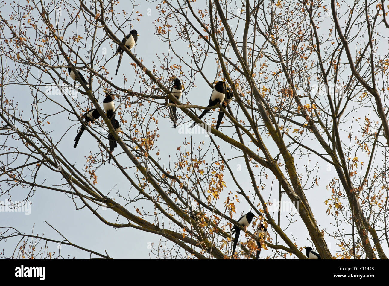 Giallo-fatturati gazze (PICA NUTTALLI) nella struttura ad albero. Trovata SOLO IN CALIFORNIA CENTRALE Foto Stock