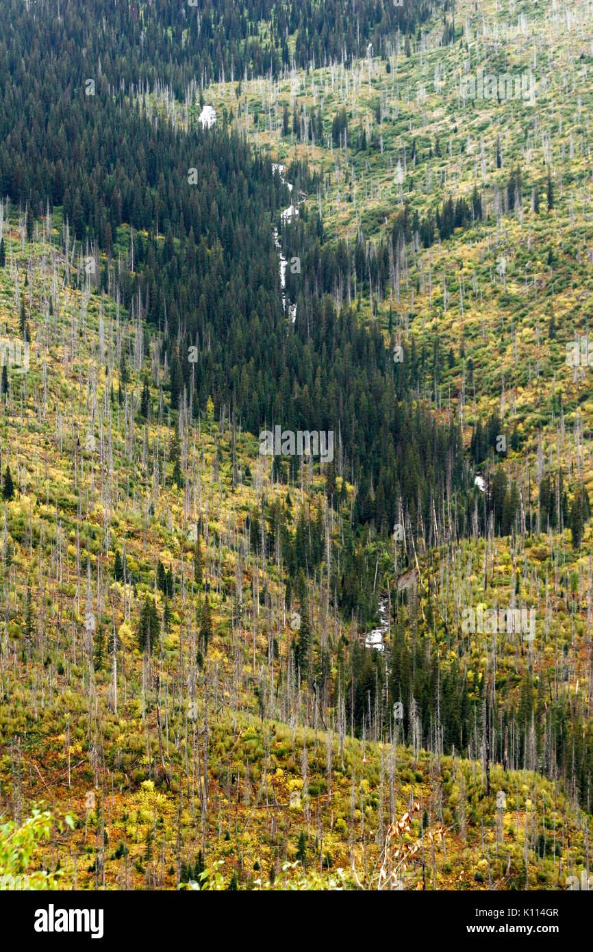 Vegetazione ri-crescita dal TRAPPER CREEK FIRE (2003), il cielo del picco di montagna - il parco nazionale di Glacier, MONTANA Foto Stock