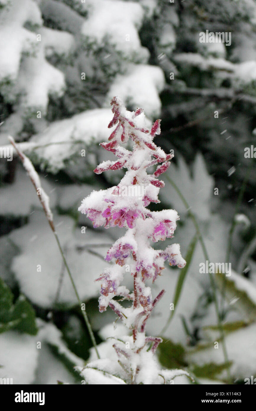 CROCUS fiori sotto la neve nelle vicinanze Logan pass Visitor Centre - Glacier National Park Montana Foto Stock