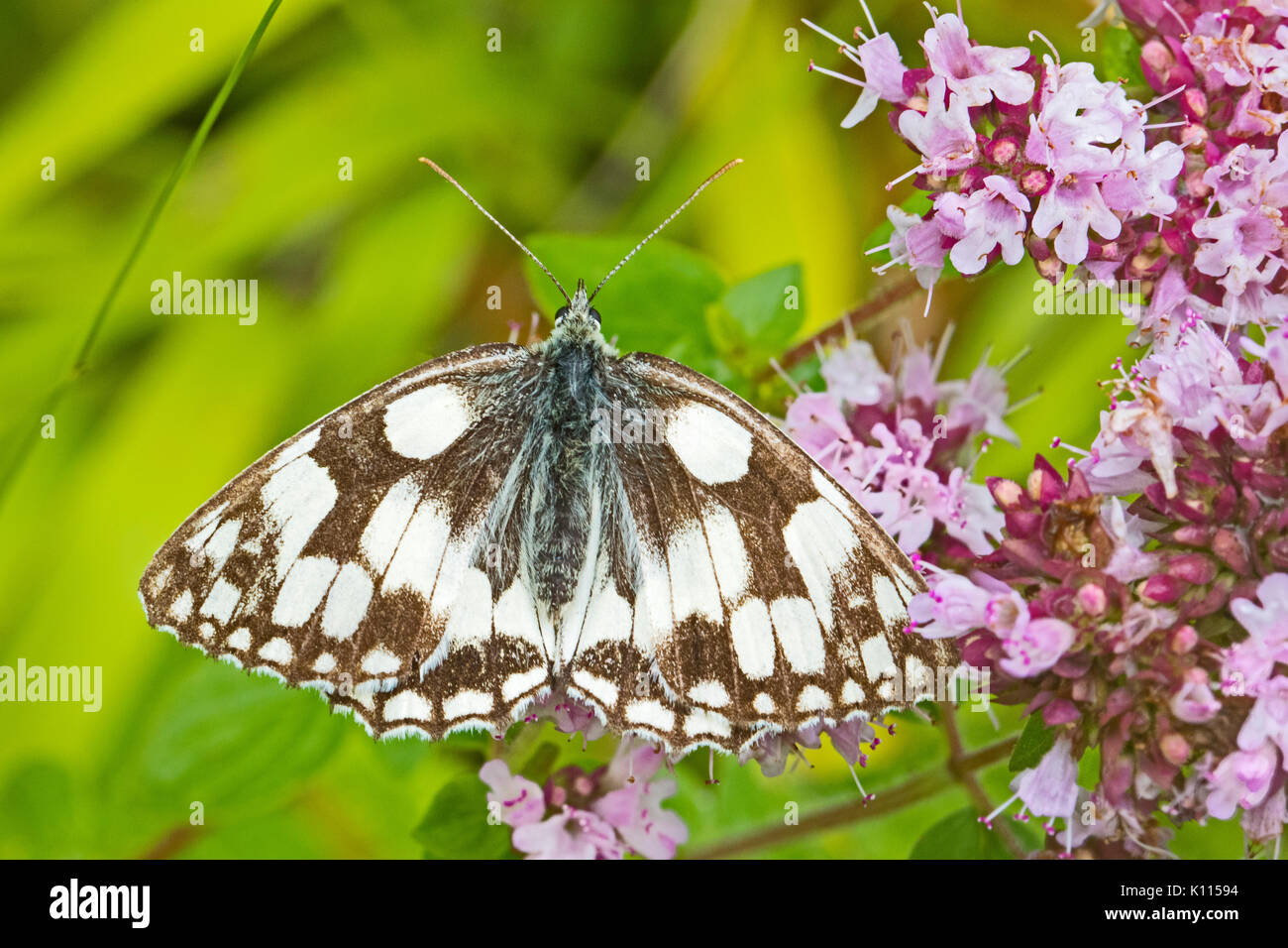 In marmo bianco sul origano Foto Stock