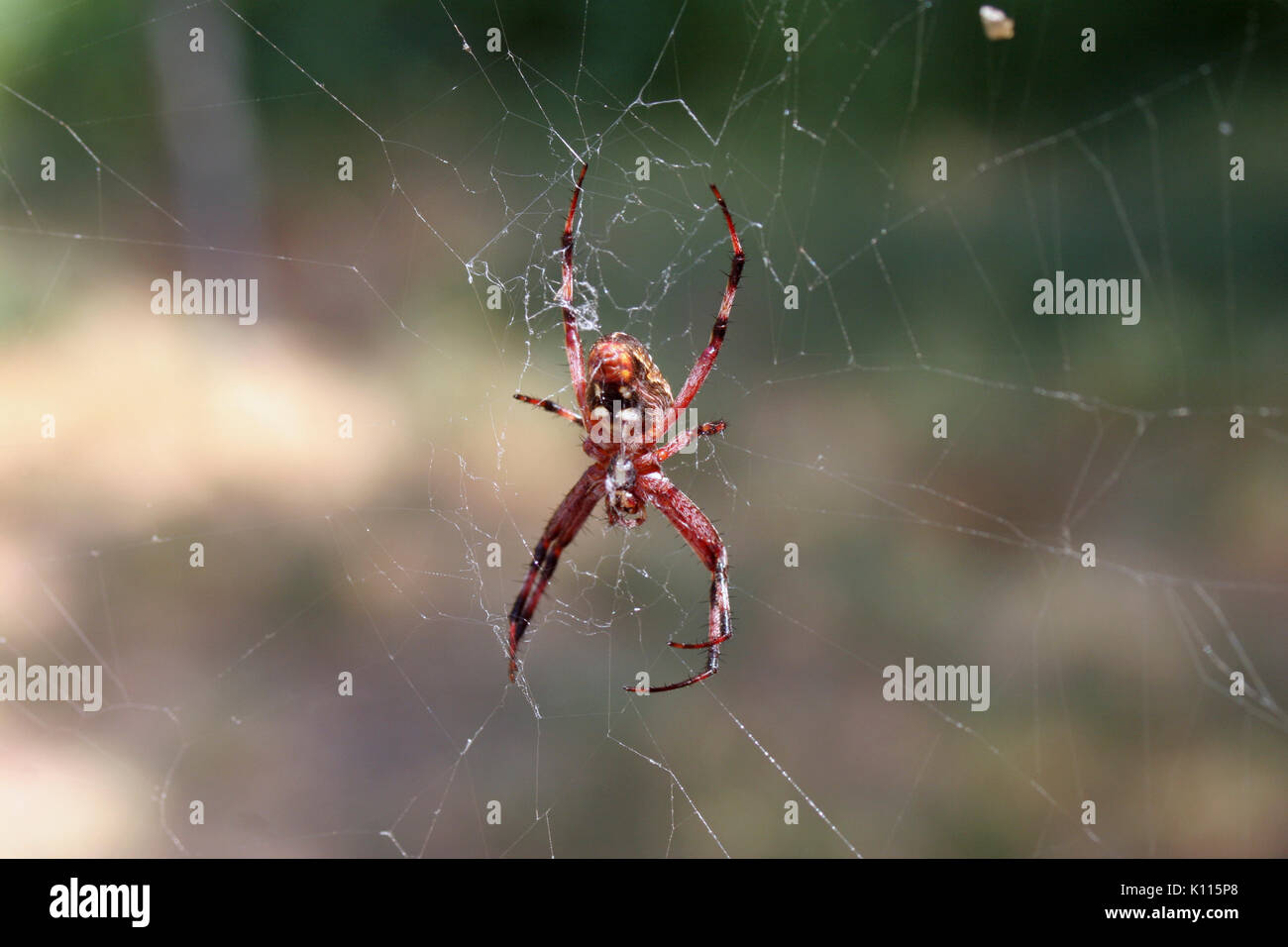 Vicino il giardino europeo SPIDER (ARANEUS DIADEMATUS) NEL WEB, Rancho Cordova, CALIFORNIA Foto Stock