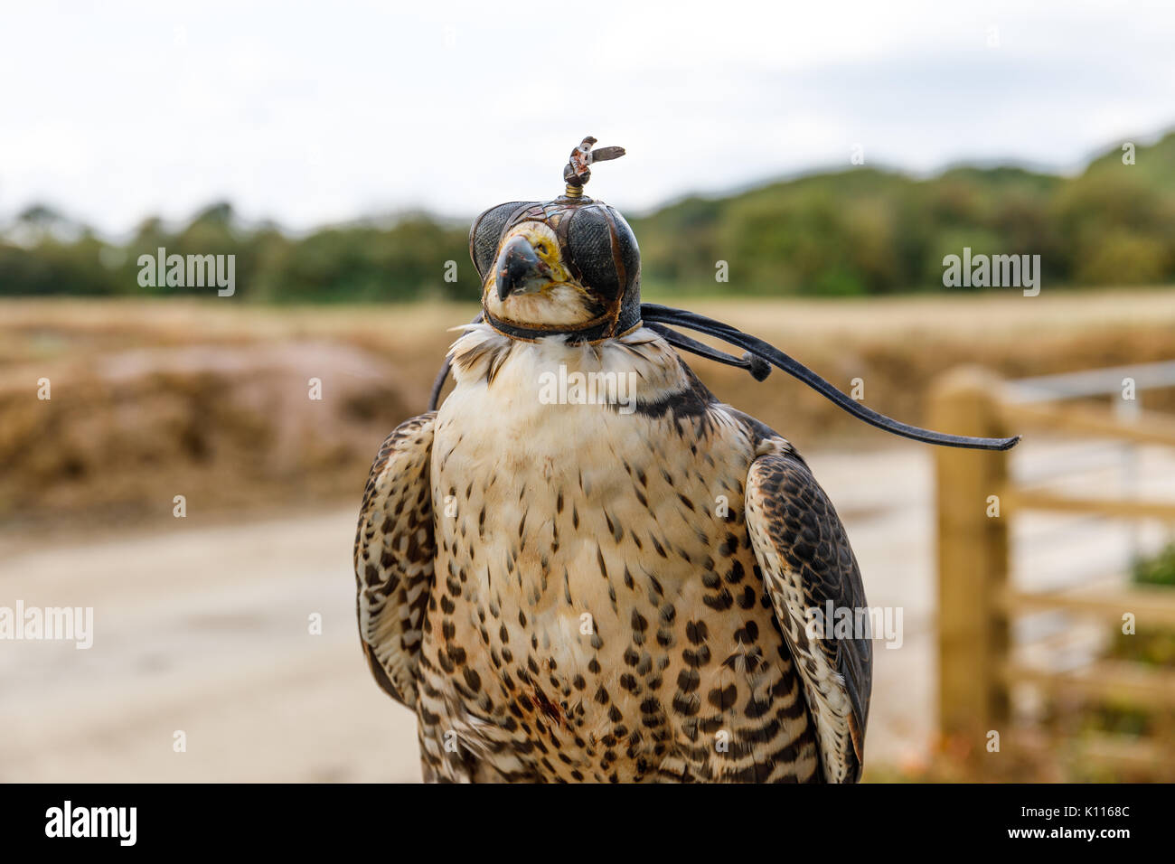 Falcon ibrido che si guadagna da vivere a spaventare gli uccelli fastidiosi fuori delle aree di lavoro. Gabbiani, corvi e piccoli scavengers lasciare veloce, aquiloni rossi non è così! Foto Stock