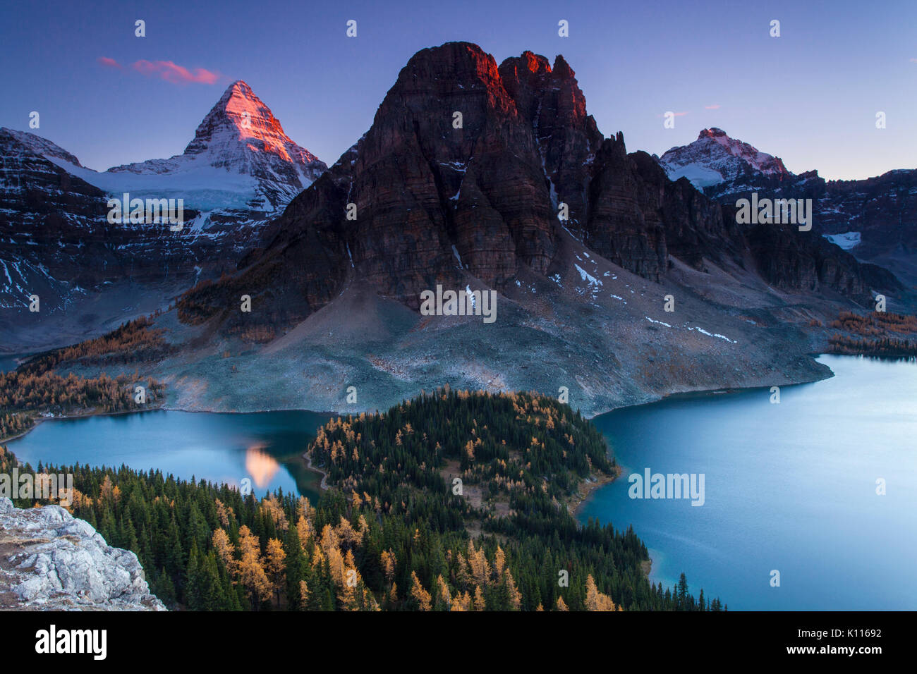 Luce della Sera sul Monte Assiniboine sopra rientrano i larici, Monte Assiniboine Parco Provinciale, Rockies, British Columbia, Canada Foto Stock