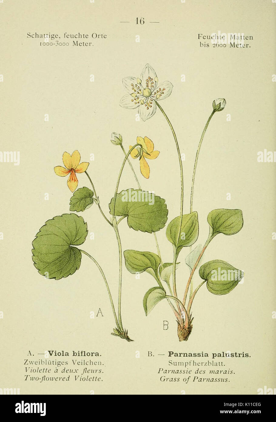 Alpen Flora (pagina 31) BHL10387245 Foto Stock