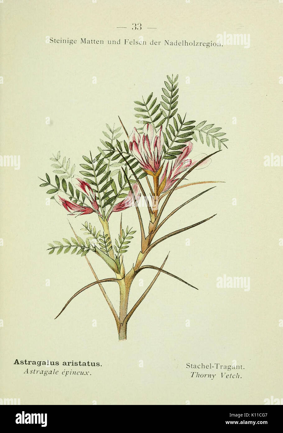 Alpen Flora (pagina 66) BHL10387280 Foto Stock