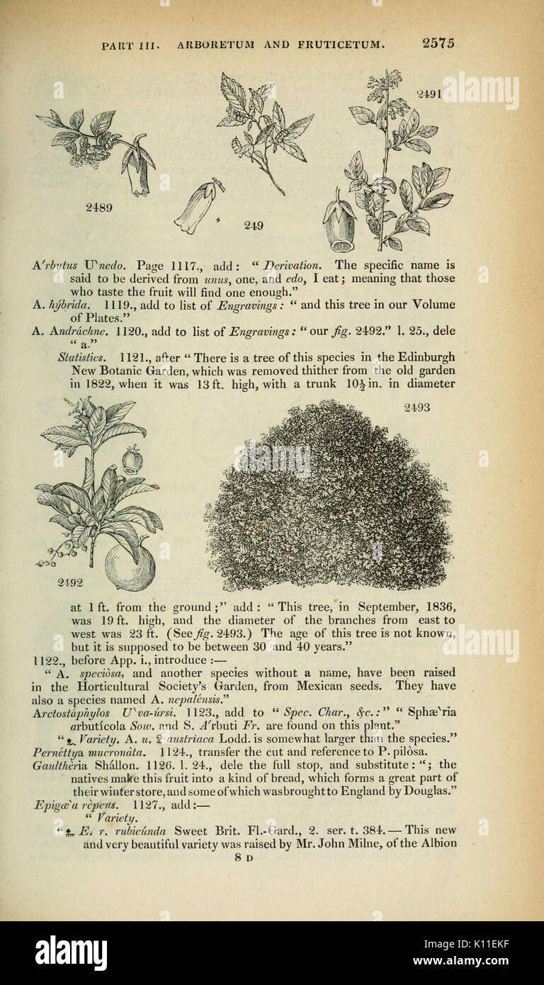 Arboretum et fruticetum britannicum (pagina 2575) BHL12975237 Foto Stock