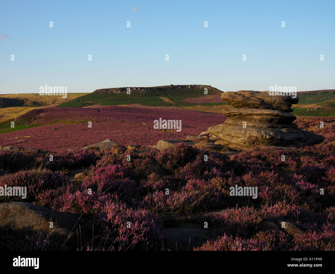 Erica viola sul mori.Peak District, Derbyshire, Regno Unito Foto Stock