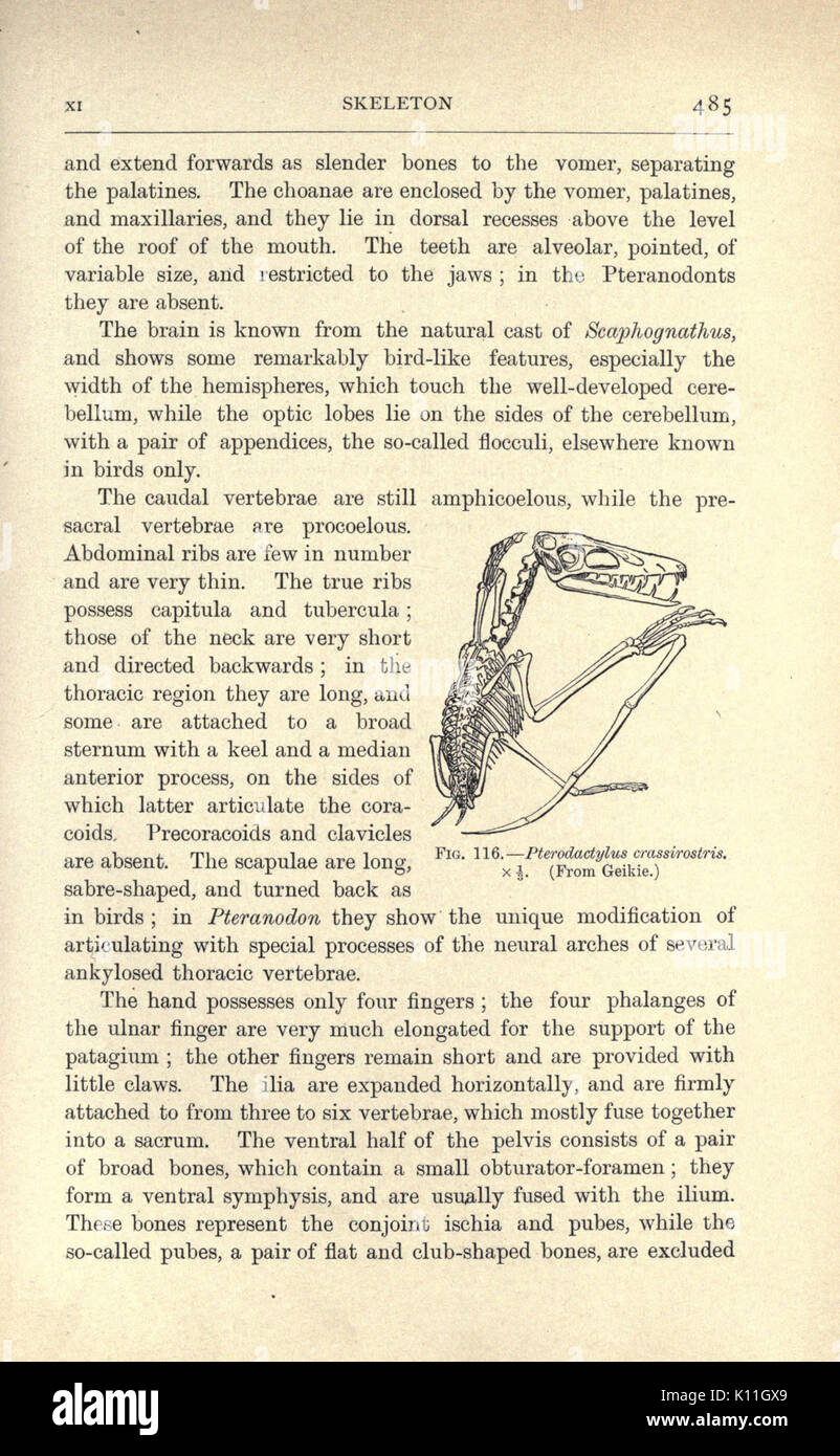 Anfibi e rettili (pagina 485, Fig. 116) BHL23288556 Foto Stock