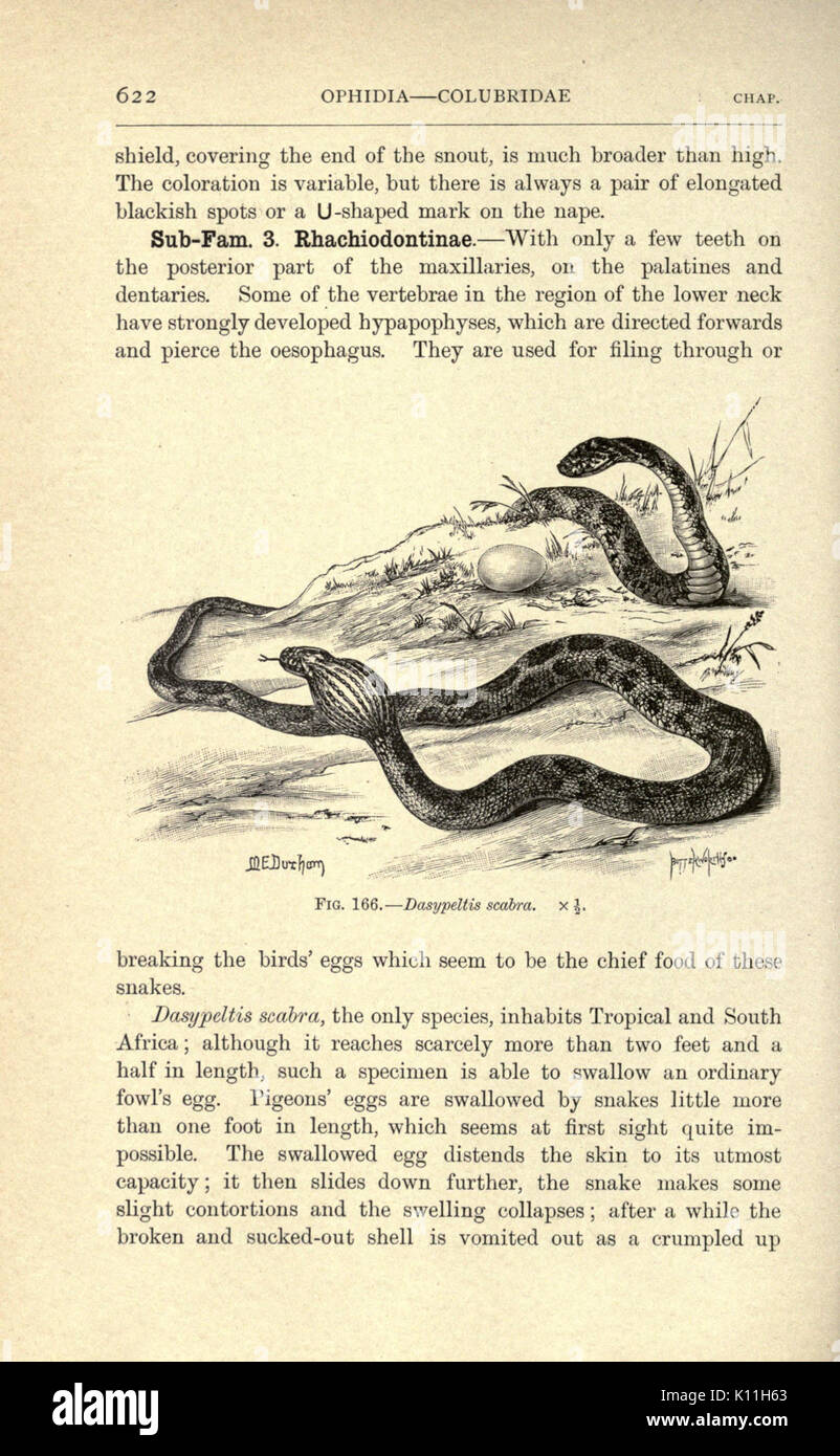 Anfibi e rettili (pagina 622, Fig. 166) BHL23288693 Foto Stock