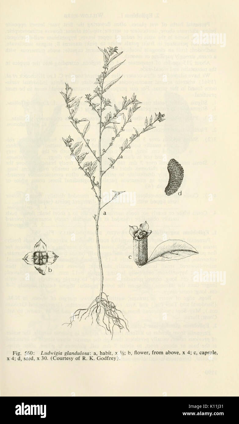 Acquatico e di piante di acquitrini del sudovest degli Stati Uniti (pagina 1189) BHL3347653 Foto Stock