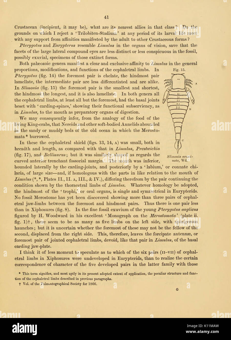 Anatomia del granchio reale (Limulus polyphemus, Latr.) (pagina 41, Fig. 15) BHL11678205 Foto Stock
