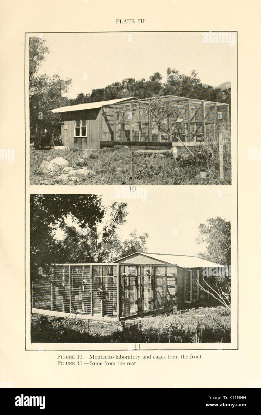 Comportamento monografie (piastra III, Figg. 10 11) BHL6502455 Foto Stock