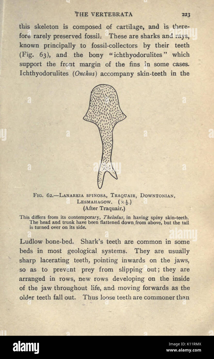 Una introduzione alla paleontologia (pagina 223) BHL18835373 Foto Stock