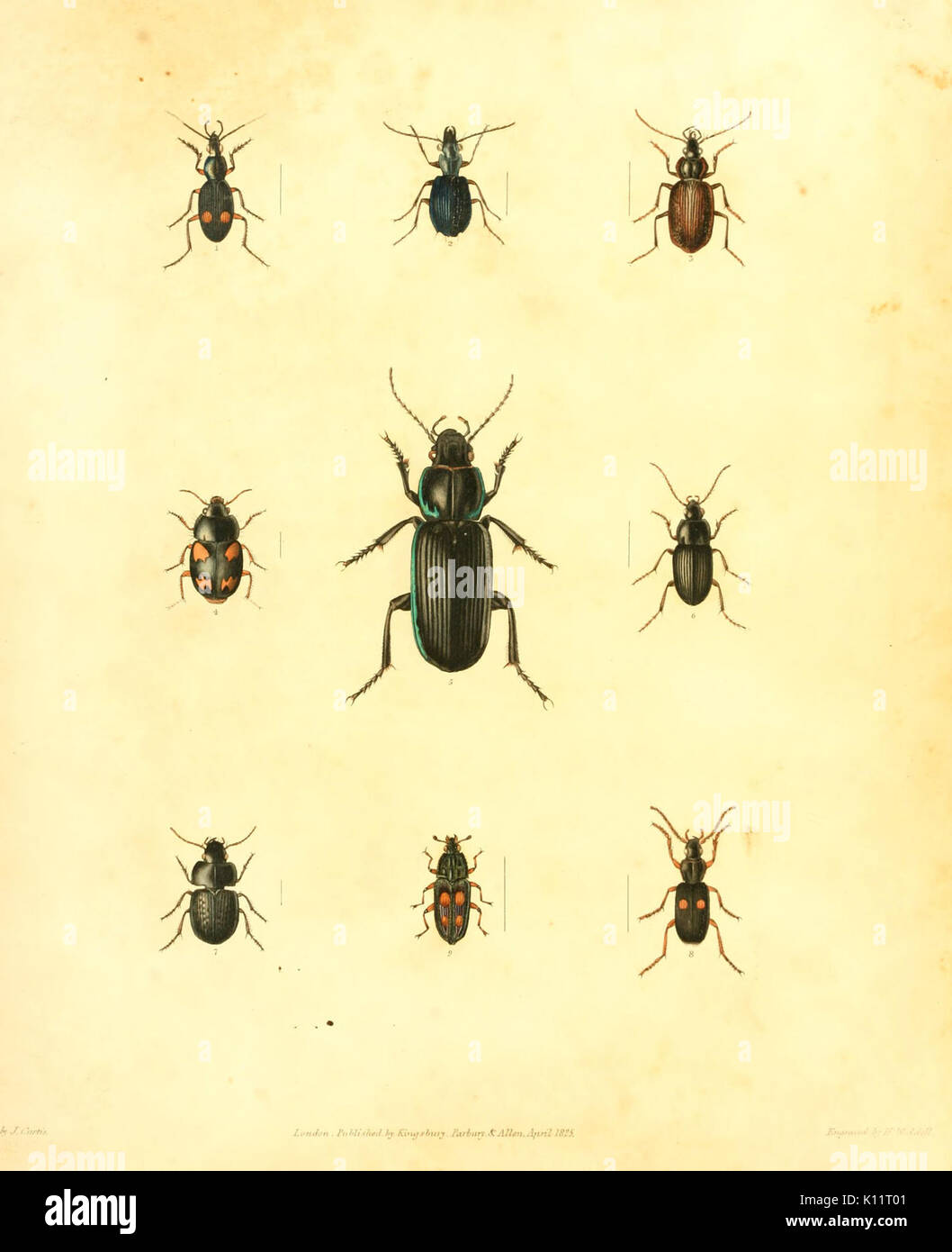 Annulosa javanica, o un tentativo di illustrare la naturale affinità ed analogie di insetti raccolti in Java da Thomas Horsfield ... e depositato da lui nel museo della onorevole BHL12819787 Foto Stock