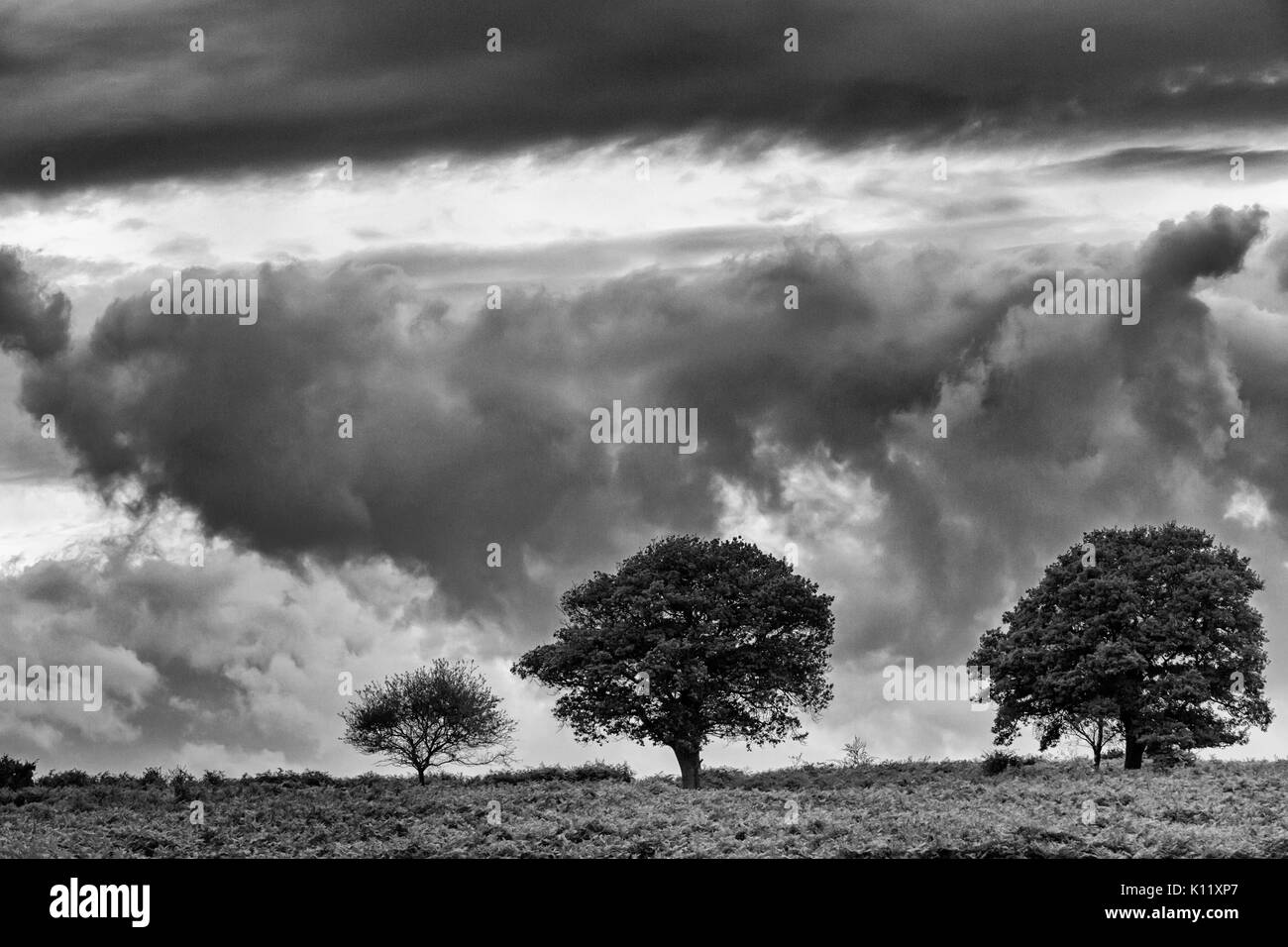 Drammatica nuvole sopra tre alberi e bracken a Mogshade Hill, New Forest National Park, Hampshire, Regno Unito in agosto estate - bianco e nero monocromatico Foto Stock