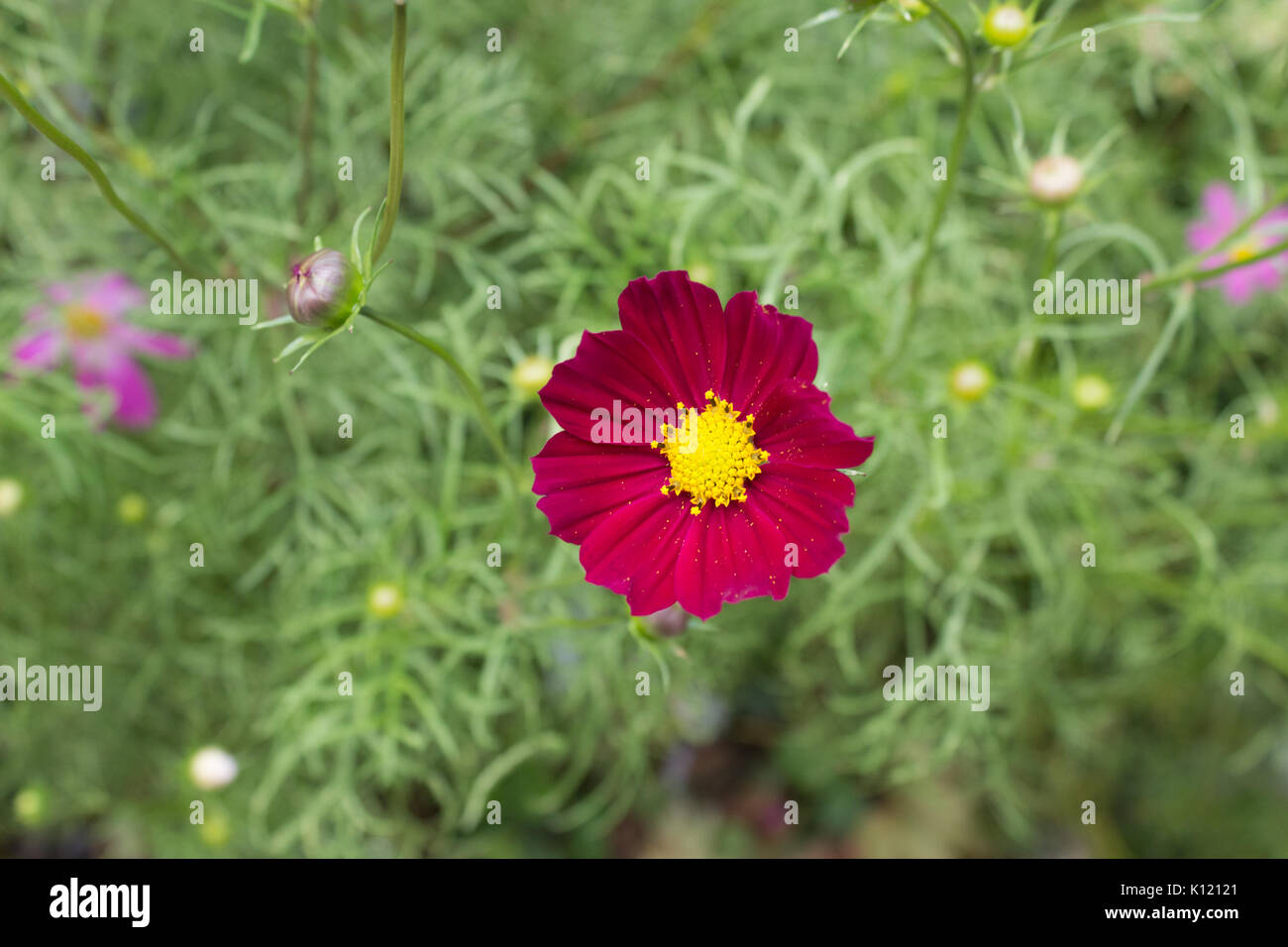 Rosso brillante Cosmo fiori con otto petali e un centro di colore giallo su uno stelo in piena fioritura in estate nel giardino con foglie verdi in background Foto Stock