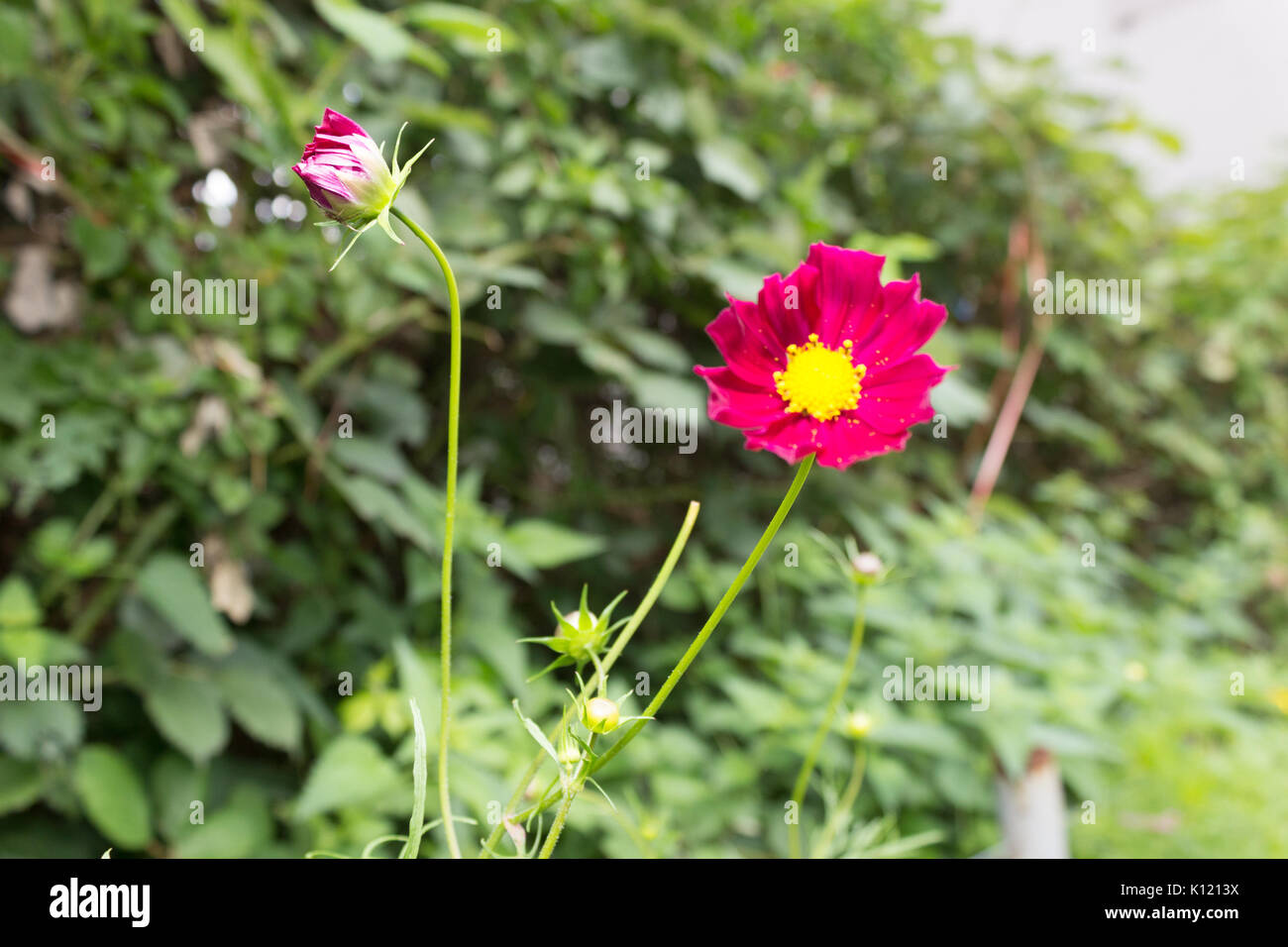 Rosso brillante Cosmo fiori con otto petali e un centro di colore giallo su uno stelo in piena fioritura in estate nel giardino con foglie verdi in background. Foto Stock