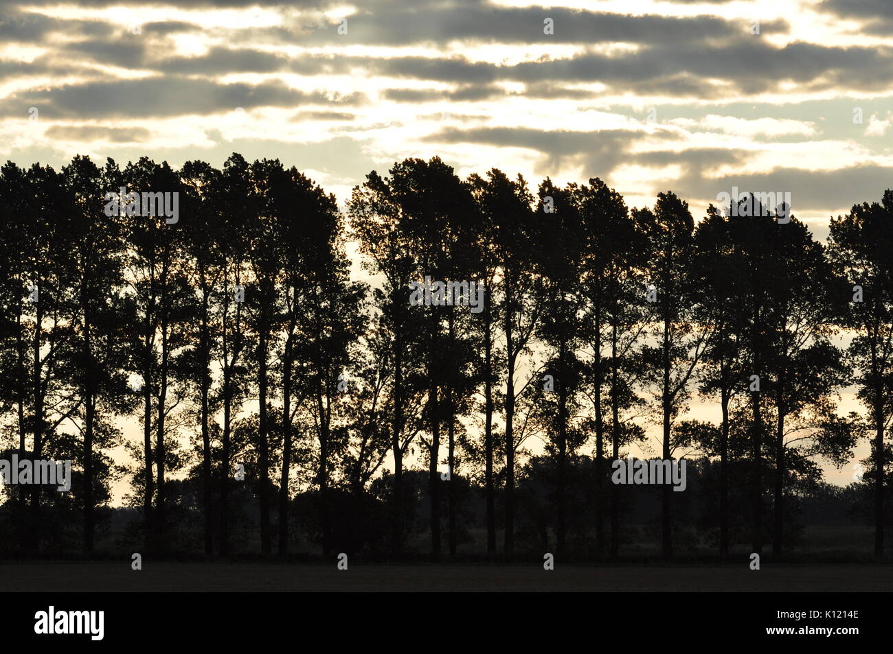 Su nero Fen, Cambridgeshire Fens, England Regno Unito Foto Stock