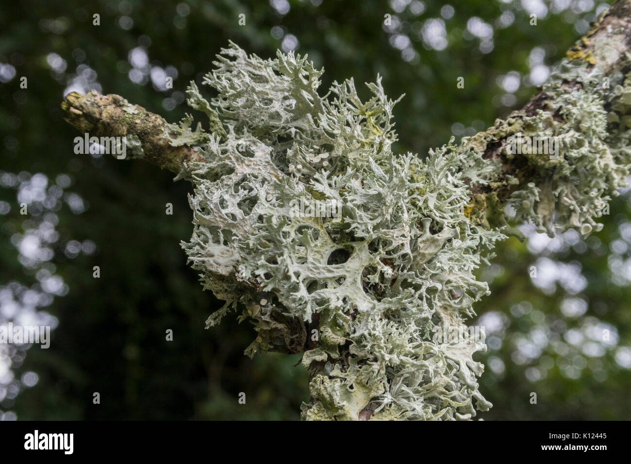 Licheni delle renne Cladonia rangiferina cresce su un ramo di un vecchio albero di quercia. Foto Stock